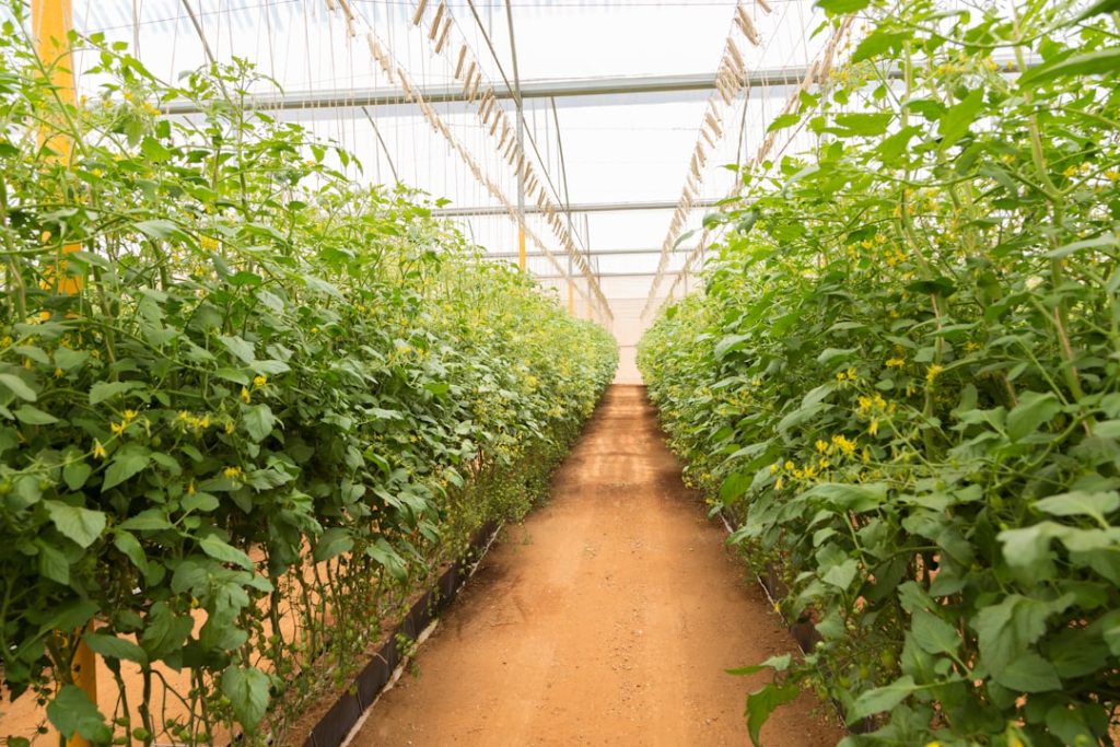 Photo Greenhouse farming